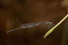 Image of black bambootail