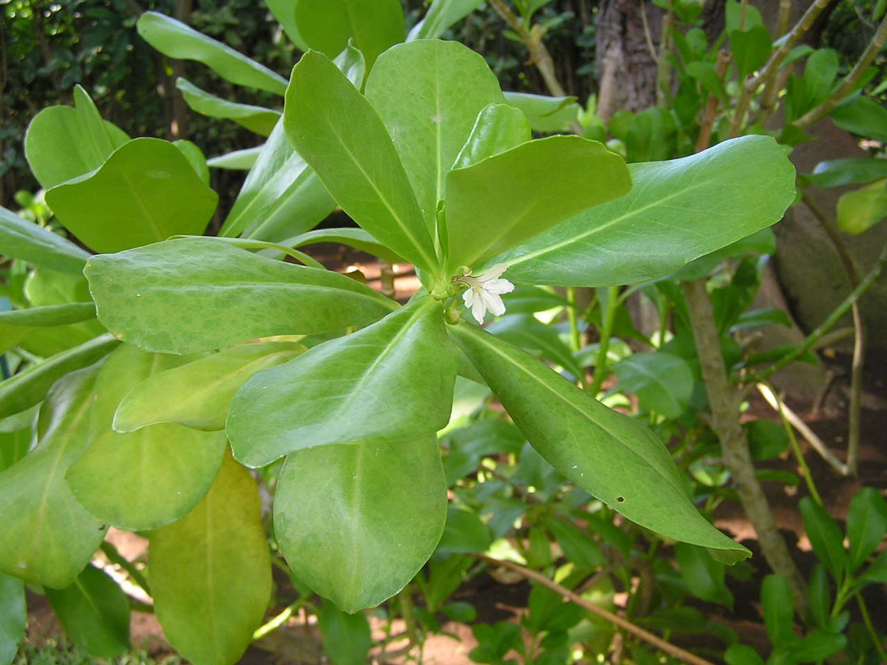 Image of Half-Flower