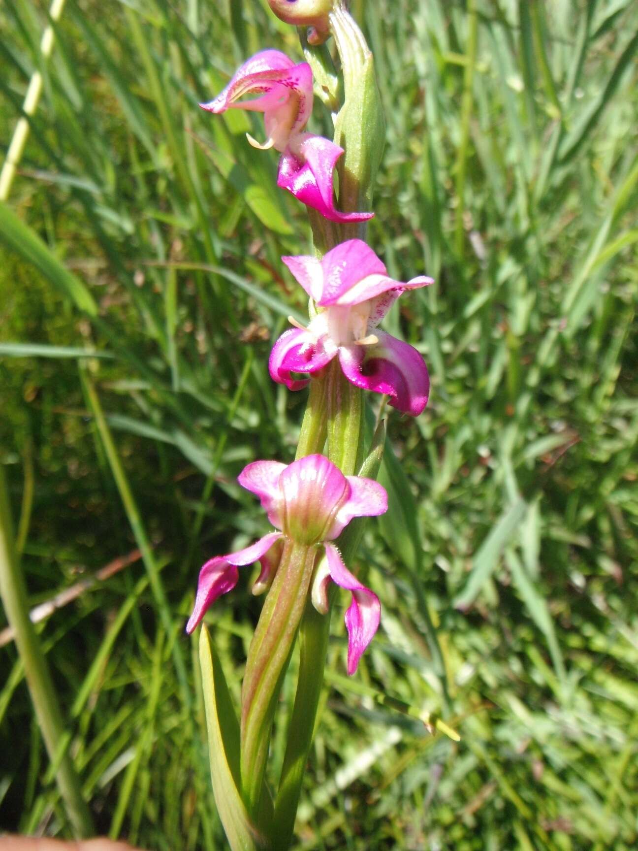 Image of Disperis paludosa Harv. ex Lindl.