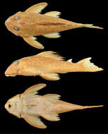 Image of Hypancistrus