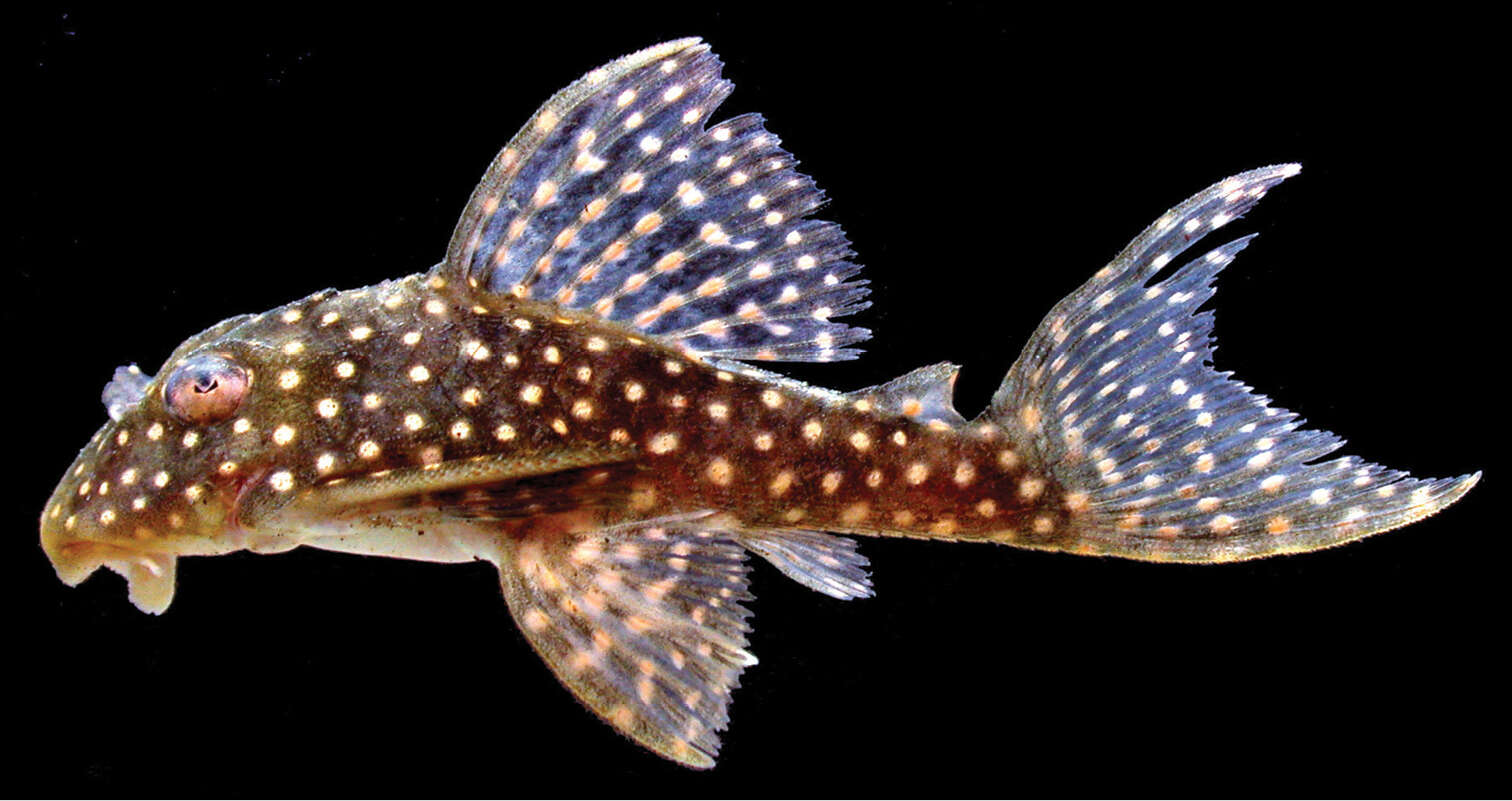 Image of Hypancistrus