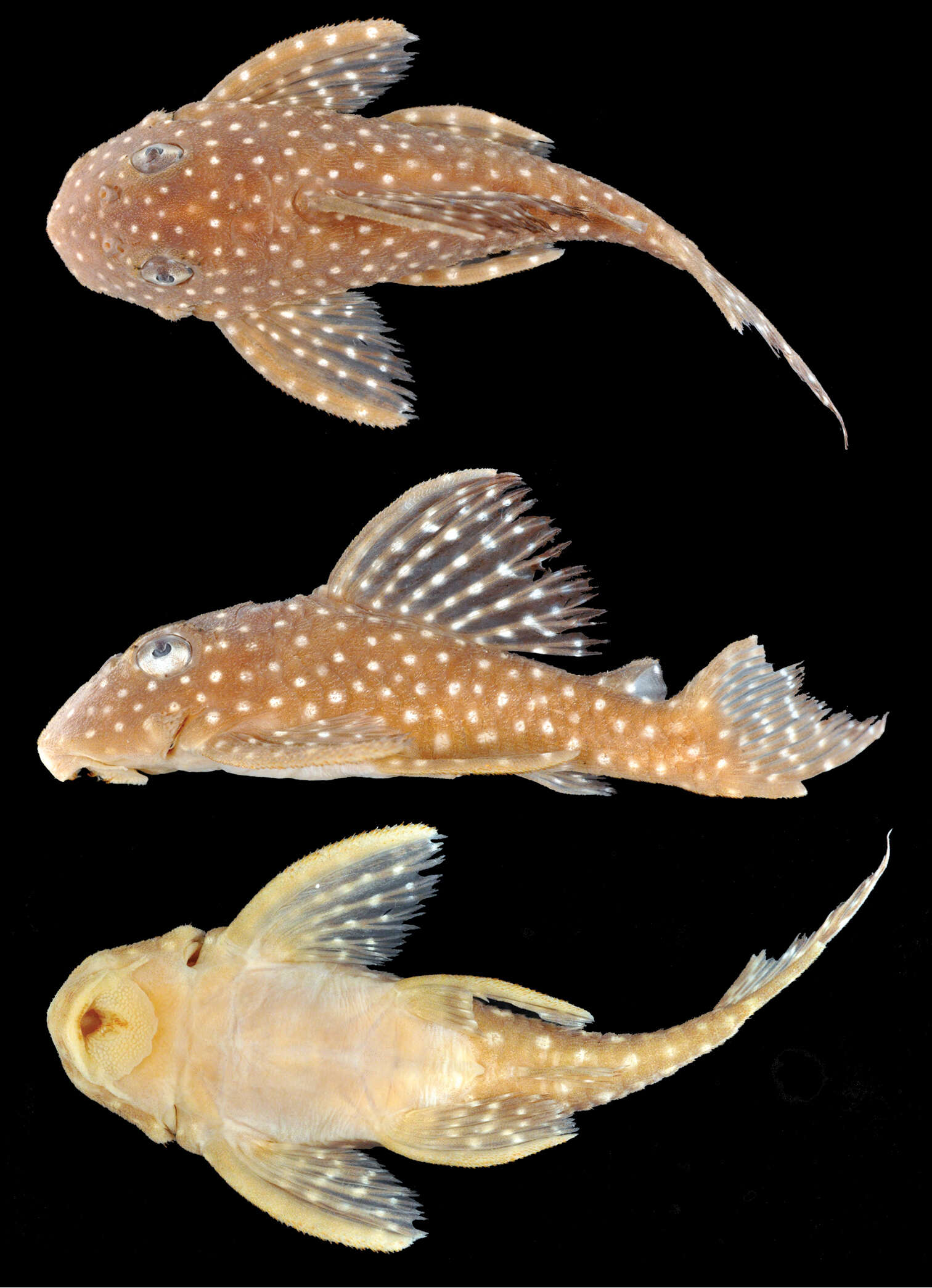 Image of Hypancistrus