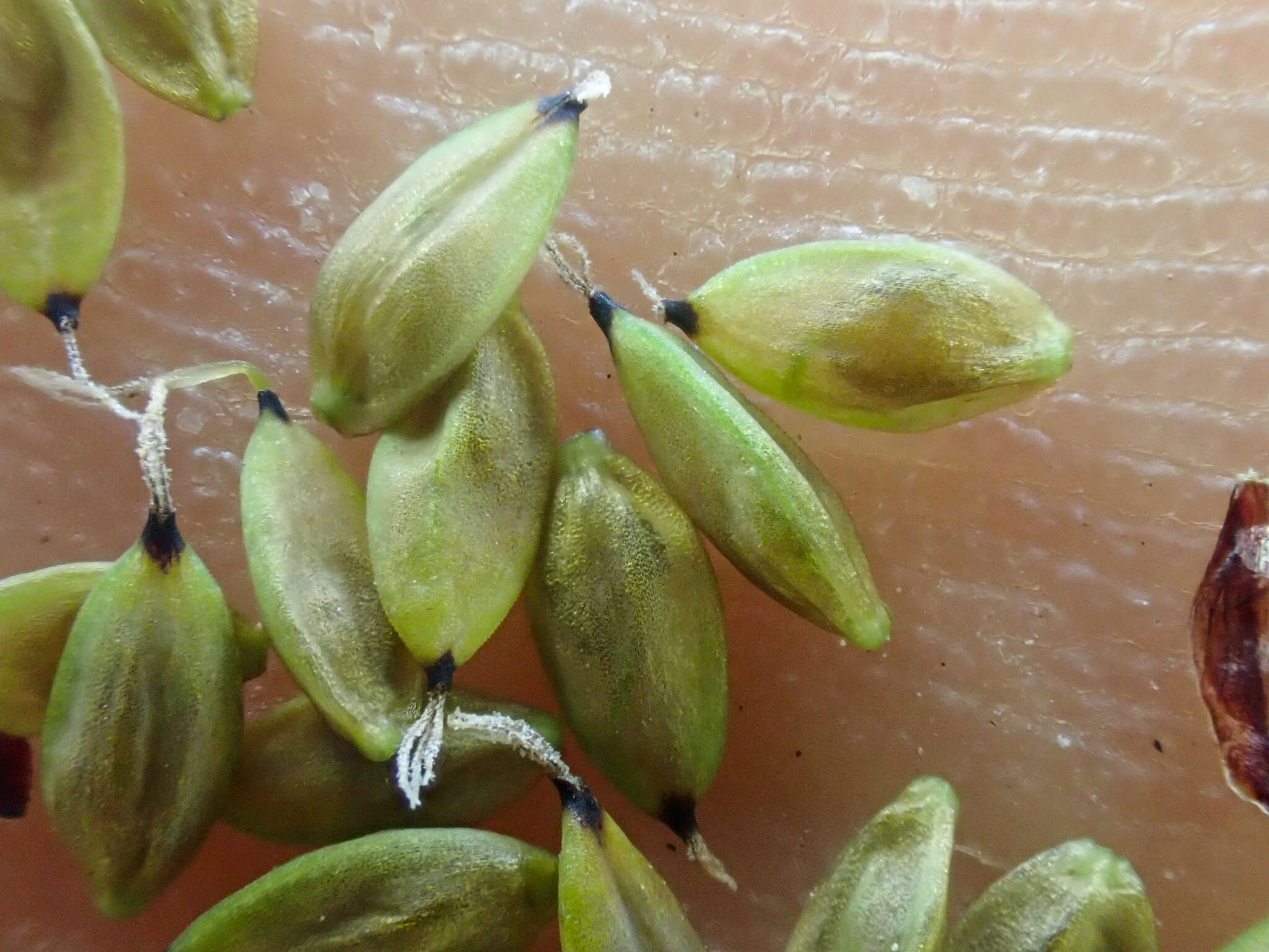 Image of Lesser Black-Scale Sedge