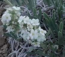 Image of mountain cryptantha