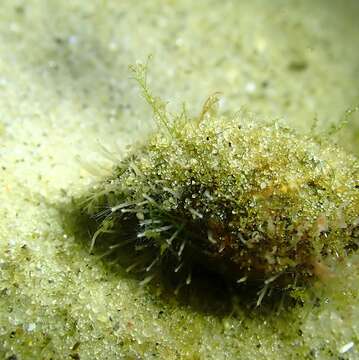 Image of Snail fur hydroid