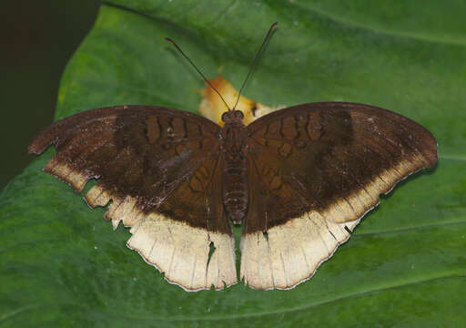 Image of Tanaecia lepidea Butler 1868