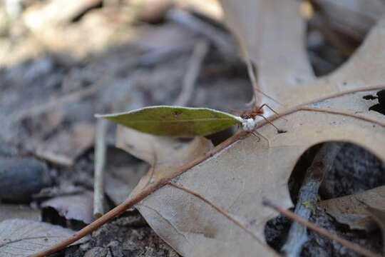 Image of Texas Leaf Cutting Ant