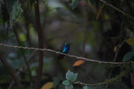 Image of Lazuline Sabrewing