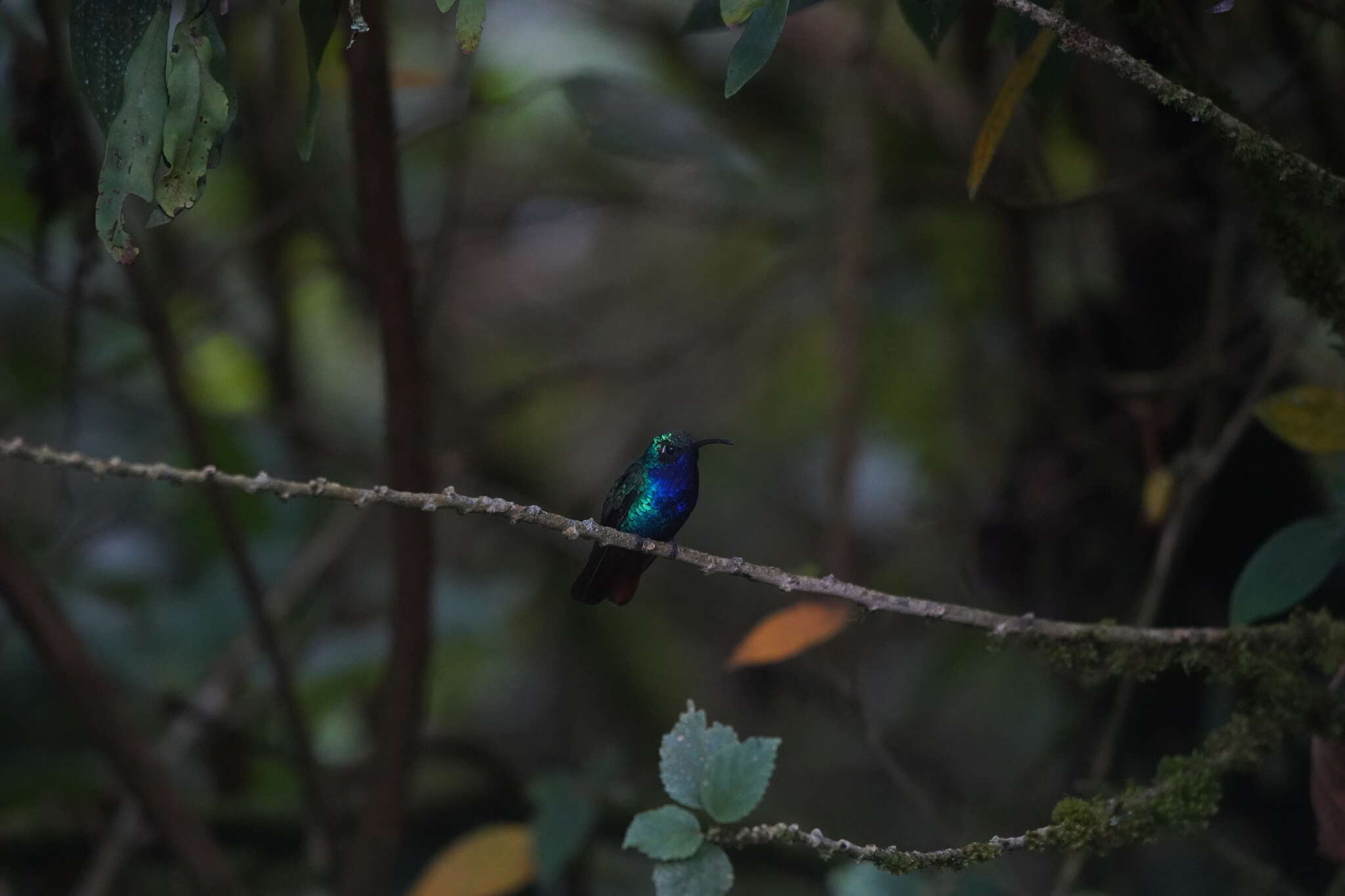 Image of Lazuline Sabrewing