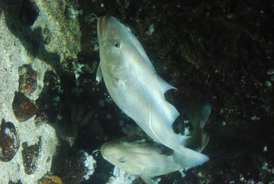 Image of cods