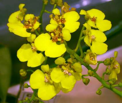 Image of Rossioglossum