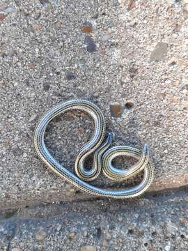 Image of Argentine Blind Snake