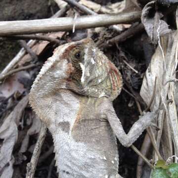 Image of Keeled Helmeted Basilisk