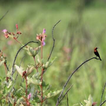 Image of Copper Sunbird