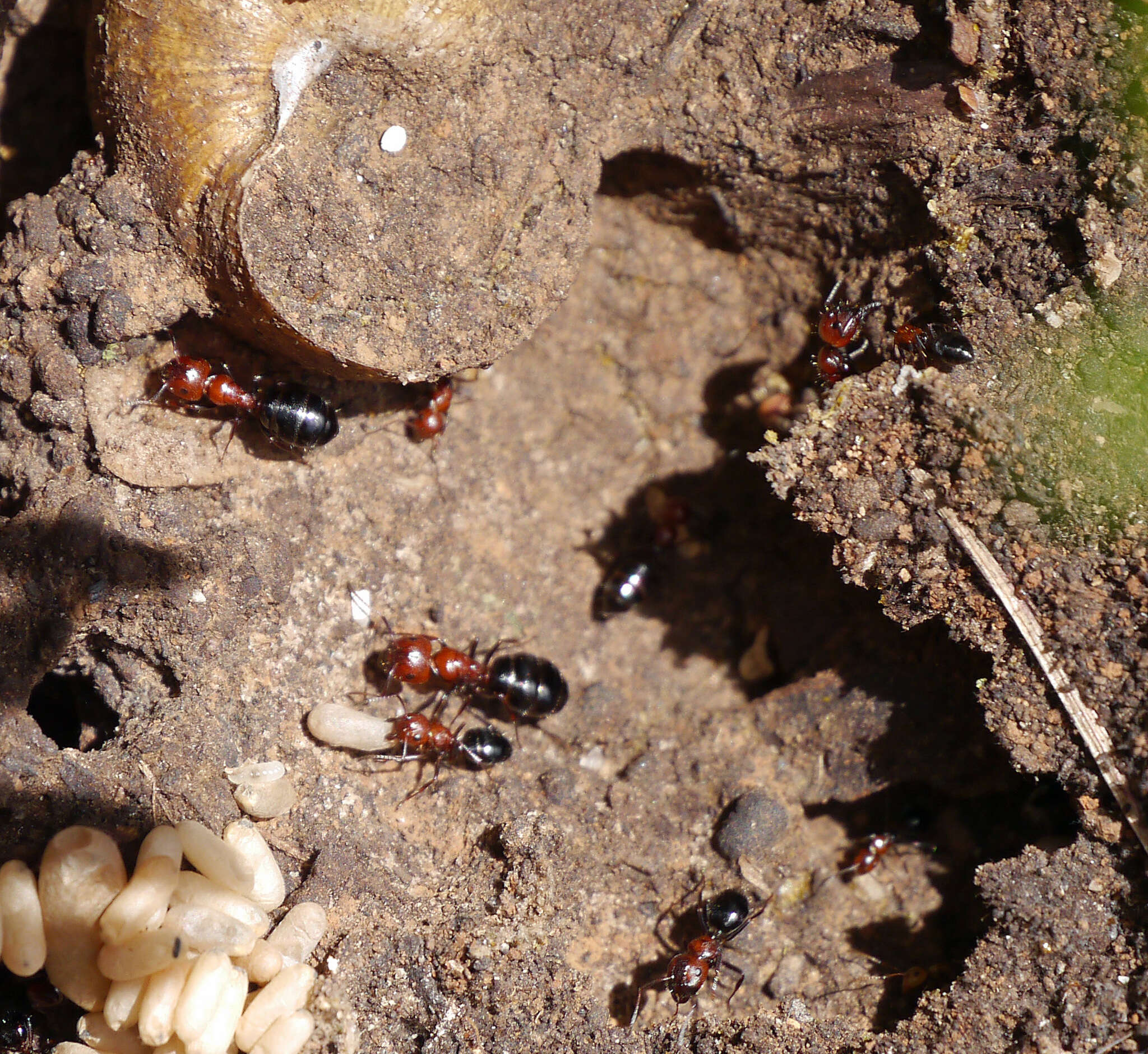 Image of <i>Camponotus ruber</i>