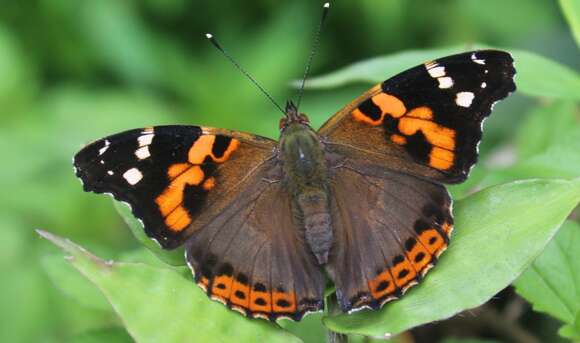 Image of Asian Admiral