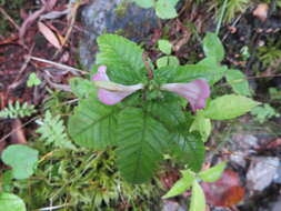 Image of Pedicularis resupinata var. caespitosa Koidz.