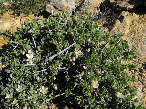 Image of Roepera leptopetala (Sond.) Beier & Thulin