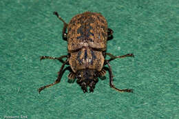 Слика од Mitophyllus parrianus Westwood 1863