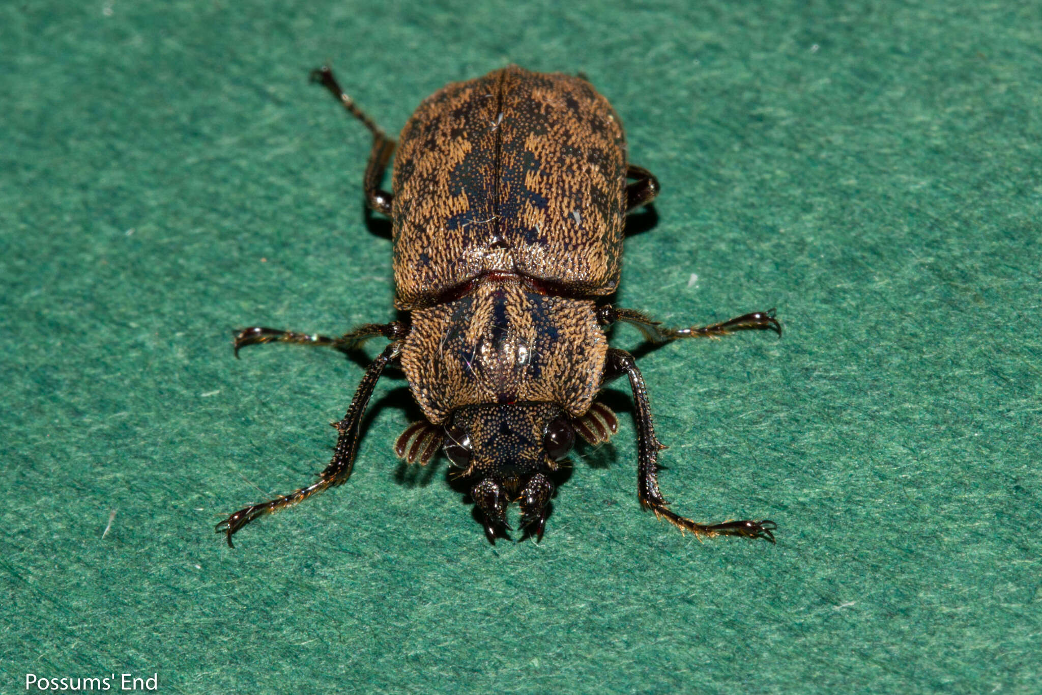 Слика од Mitophyllus parrianus Westwood 1863