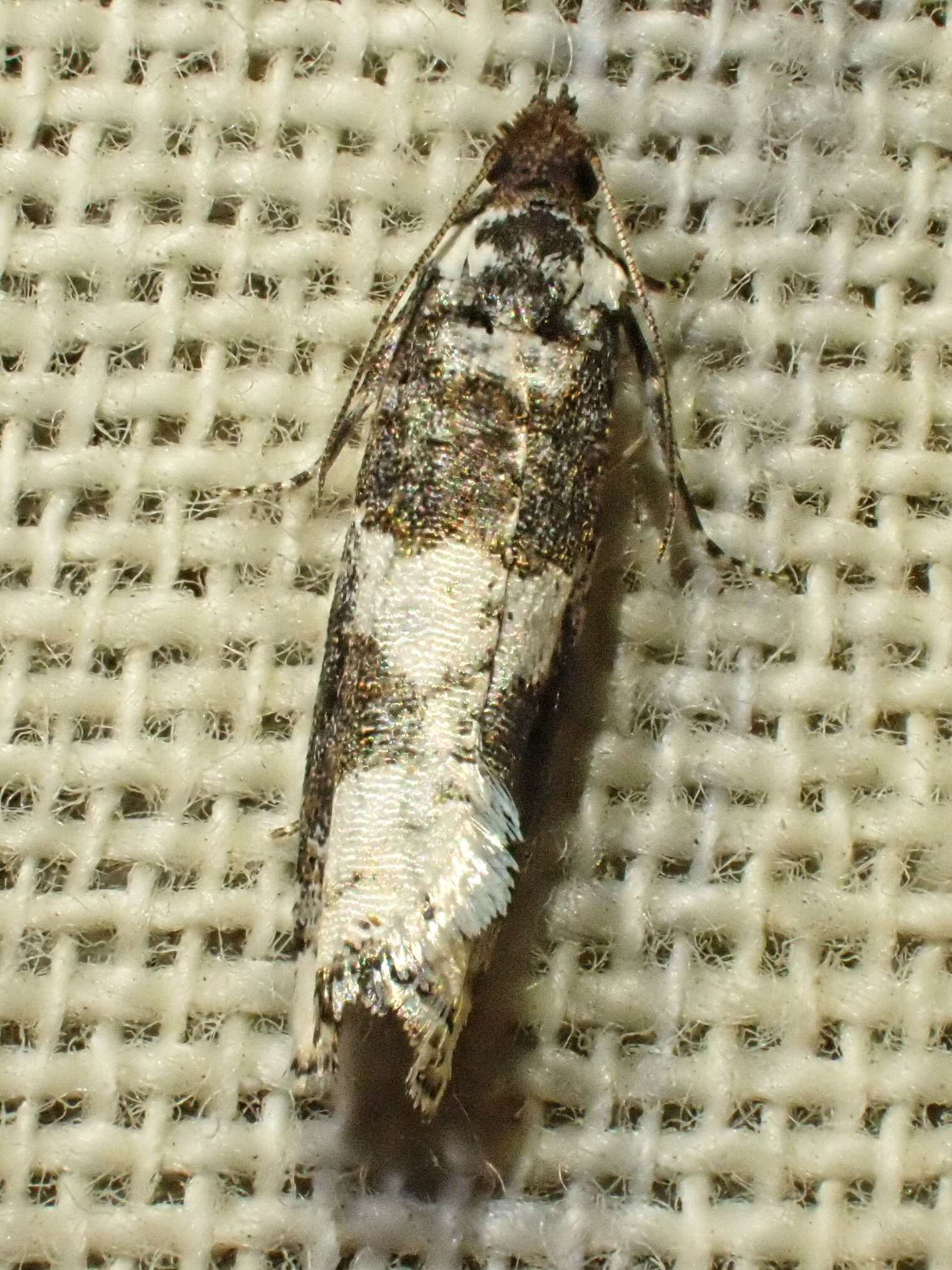 Image of Epinotia lomonana Kearfott 1907