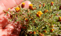 Image of fetid marigold