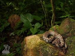 Image of Sinaloan Long-tailed Rattlesnake