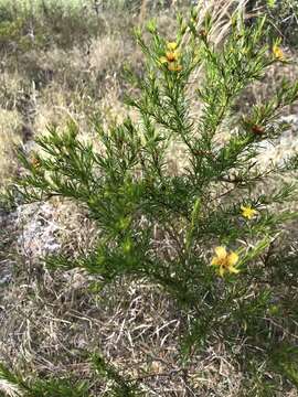 Image of peelbark St. Johnswort