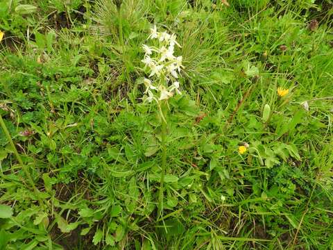 Image of lesser butterfly-orchid