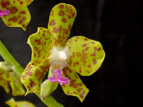 Image of Hygrochilus
