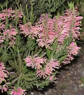 Image of Erica densifolia Willd.