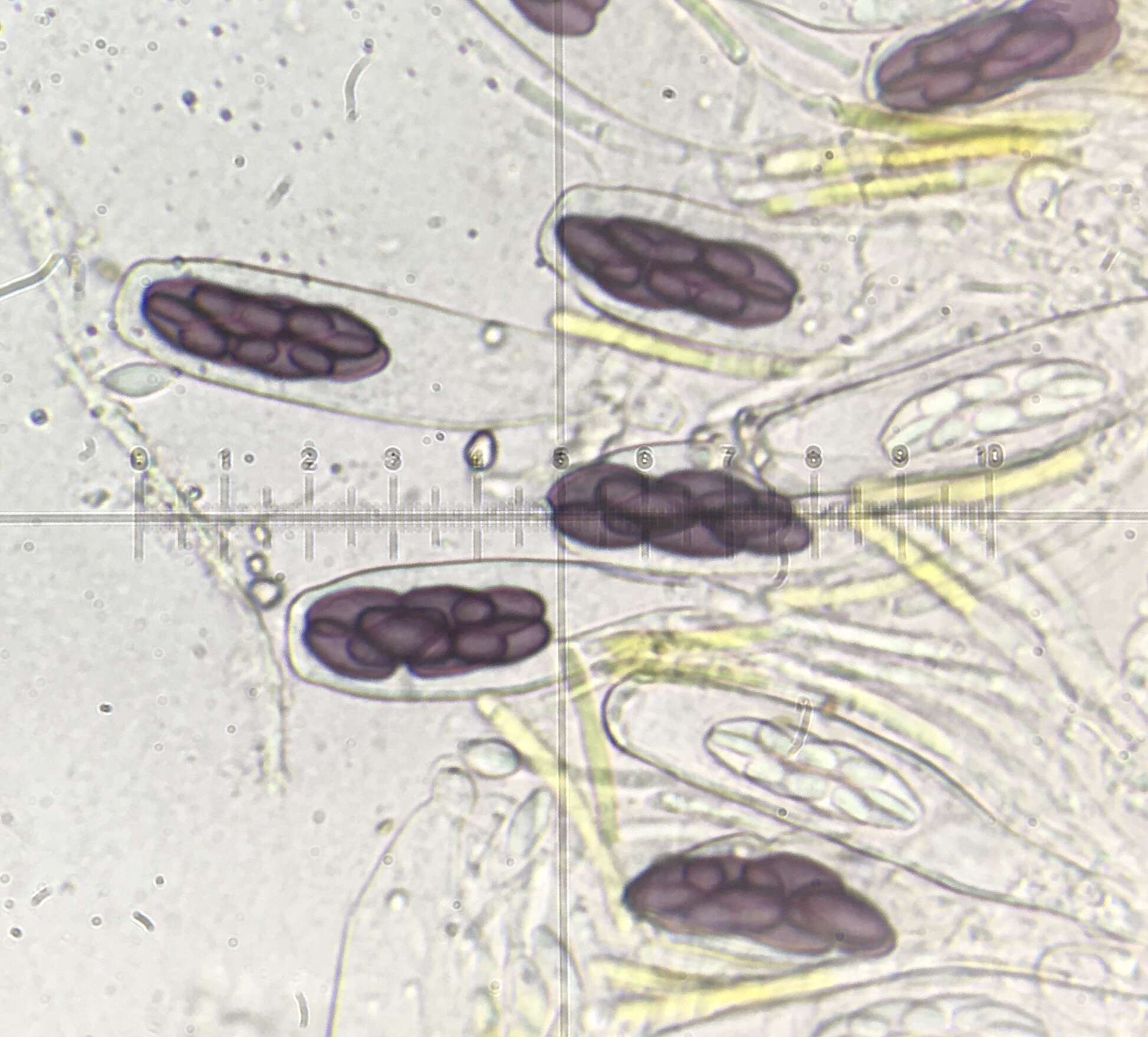 صورة Saccobolus minimus Velen. 1934