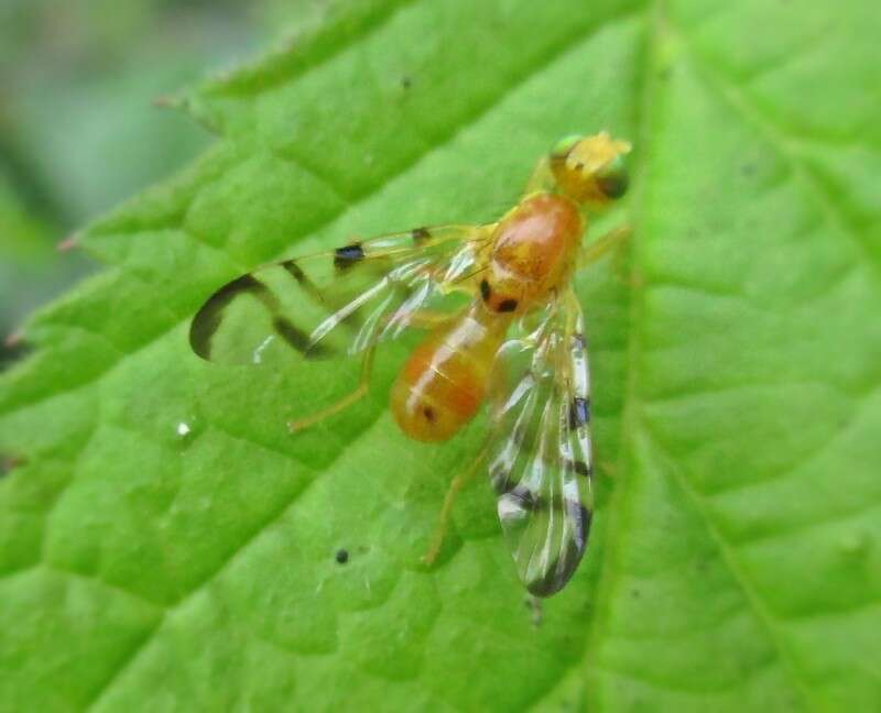 Image of Acidia cognata (Wiedemann 1817)