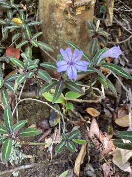 Image of Brazilian wild petunia