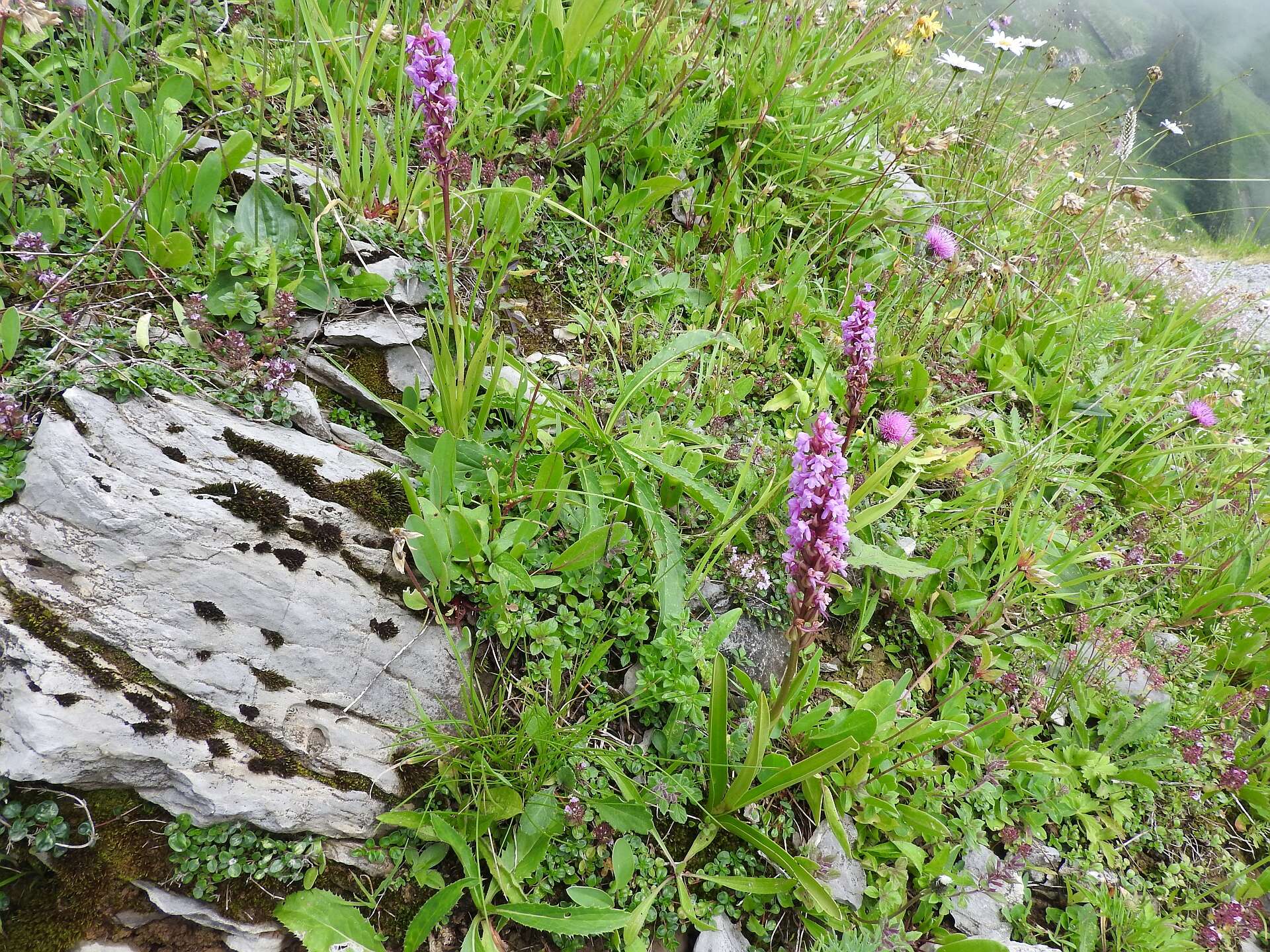 Image of fragrant orchid