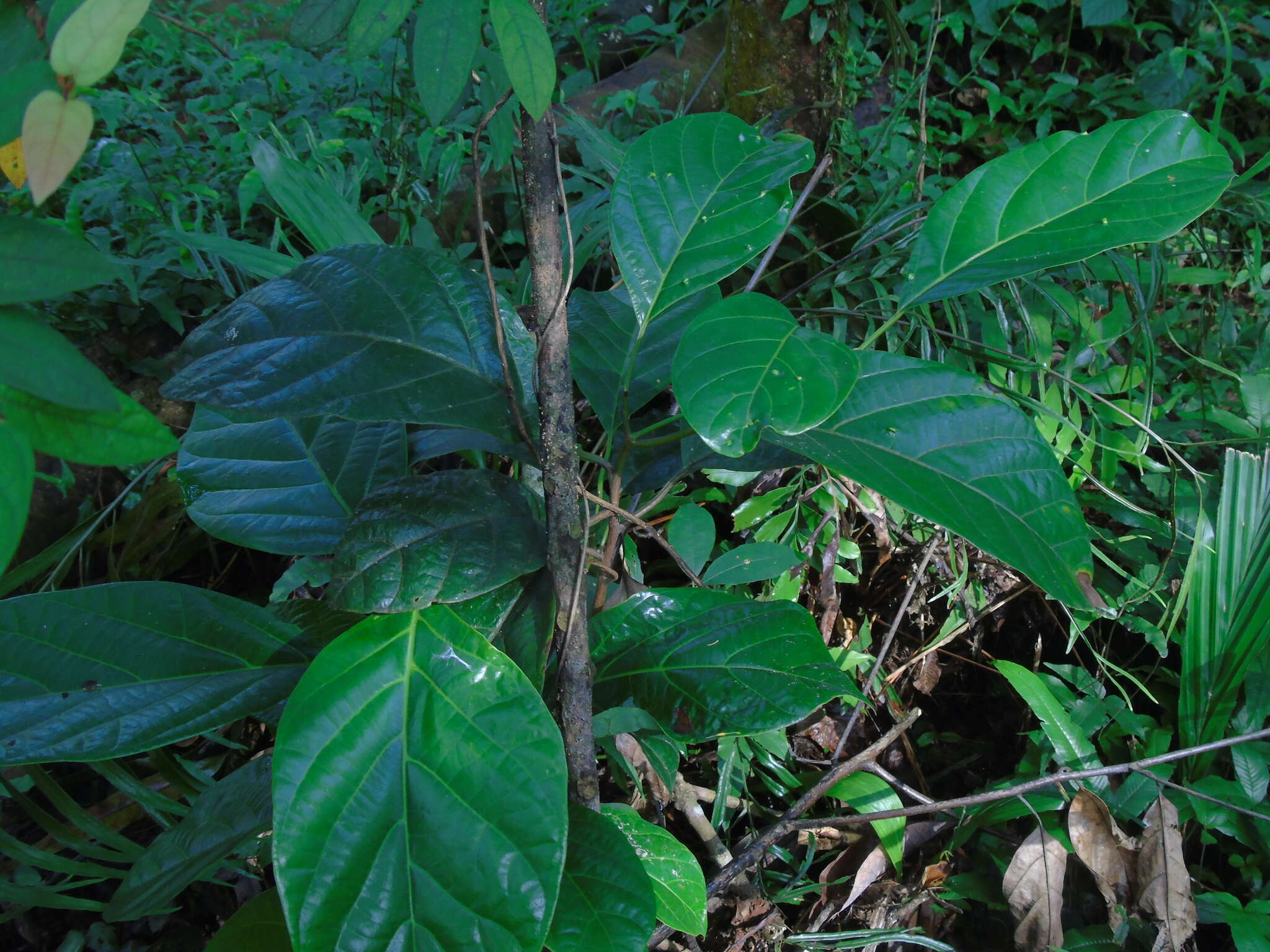 Image of Litsea elliptica Bl.