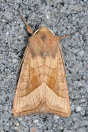 Image of rosy rustic