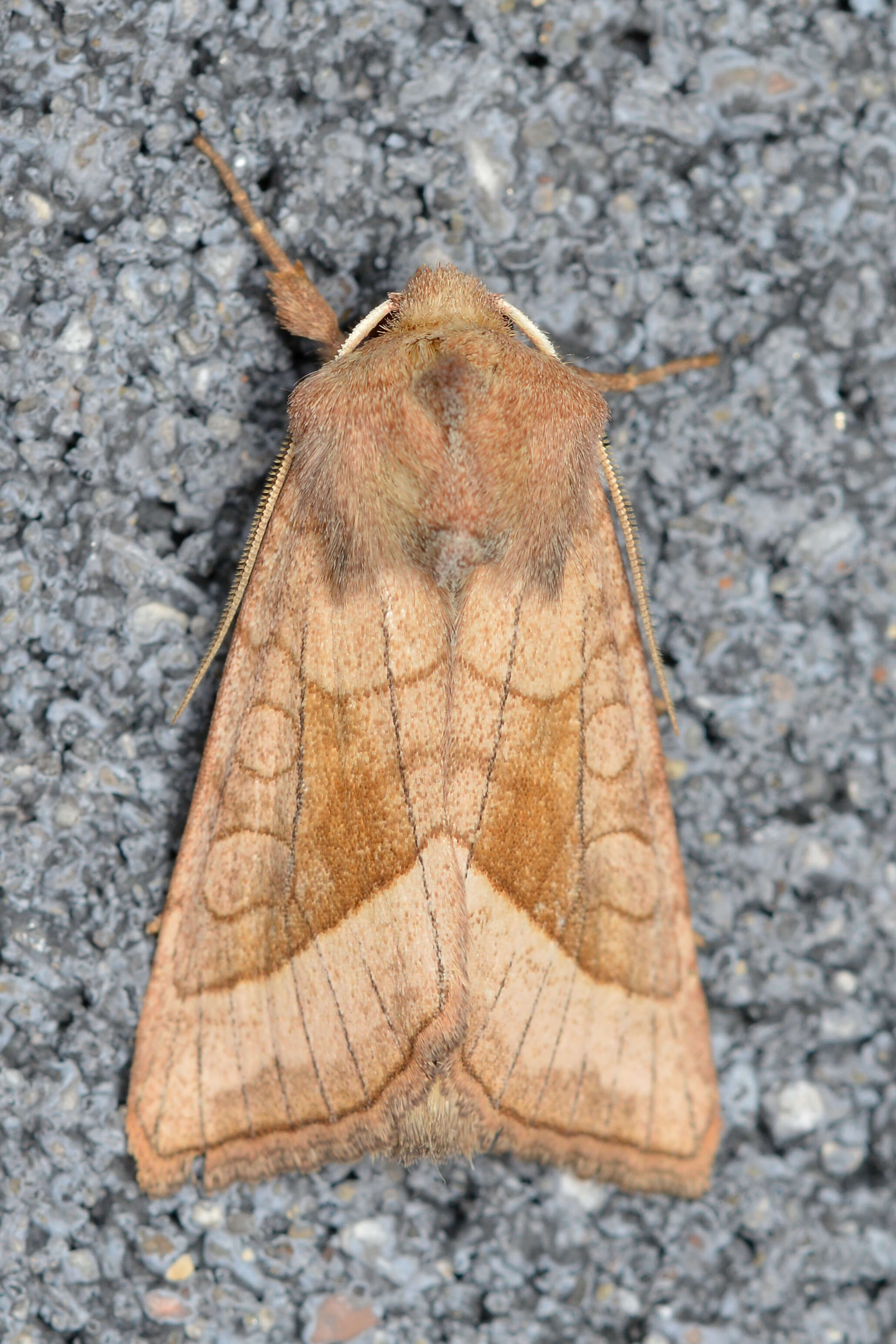 Image of rosy rustic