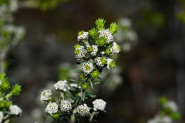 Image of Phylica ericoides var. ericoides