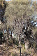 Imagem de Allocasuarina verticillata (Lam.) L. A. S. Johnson