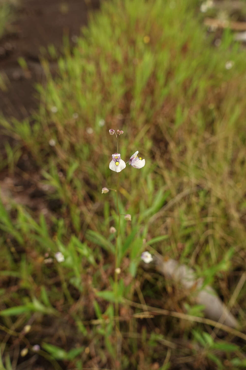 Image of Utricularia hispida Lam.