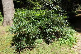 Image of Rhododendron beesianum Diels