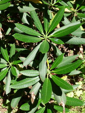 Слика од Rhododendron beesianum Diels