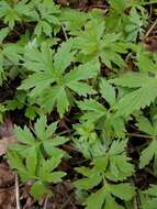 Image of Pacific waterleaf