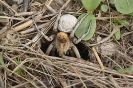 Image of Lycosa hispanica (Walckenaer 1837)