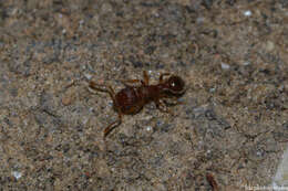 Image of Ant