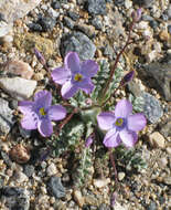 Image of hollyleaf gilia