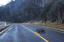 Image of Bare-nosed Wombats