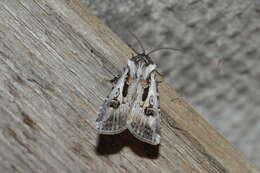 Agrotis vestigialis Hüfnagel 1766的圖片