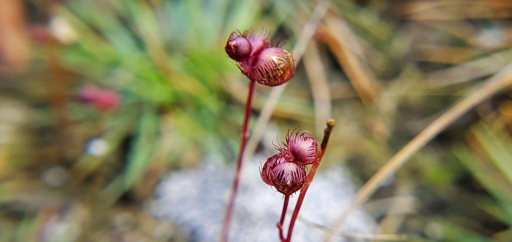 Sivun Utricularia simulans Pilg. kuva